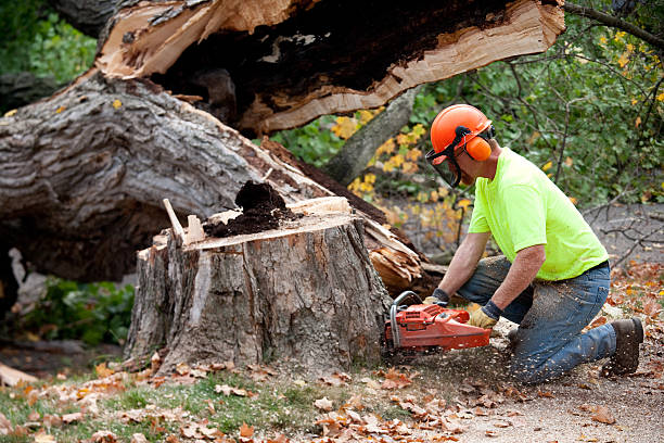 Leaf Removal